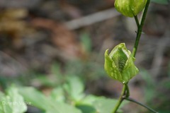 Abelmoschus angulosus var. grandiflorus